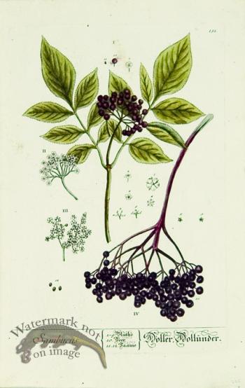 Blackwell German 081